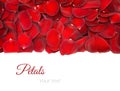 Beautiful red rose petals on a white Royalty Free Stock Photo