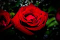 Beautiful red rose with pettels