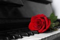 Beautiful red rose on piano keys, closeup. Space for text Royalty Free Stock Photo