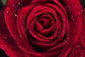 Beautiful red rose with rain drops