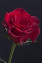 Beautiful red rose with rain drops close-up Royalty Free Stock Photo