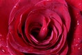 Beautiful red rose raindrop