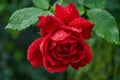 A beautiful red rose with raindrops close-up in the garden. Sunny summer day after rain Royalty Free Stock Photo