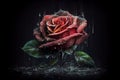 Beautiful red rose in raindrops isolated on black background. Contains clipping path Royalty Free Stock Photo