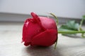 Beautiful red rose reflection with water drops on white background. Royalty Free Stock Photo