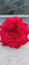 Beautiful Red Rose Selective Focus