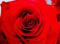 Beautiful Red rose shining at our eyes