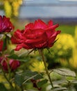 Beautiful red rose shot close-up.