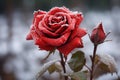 beautiful red rose in the snow on frosty day