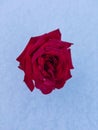 A beautiful rose flower on the snow Royalty Free Stock Photo