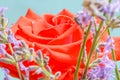 Beautiful red rose with sprigs of lavender. Royalty Free Stock Photo