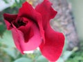 Beautiful red rose in the spring garden. Splendid and romantic flower Royalty Free Stock Photo