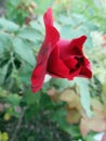 Beautiful red rose in the spring garden. Splendid and romantic flower Royalty Free Stock Photo