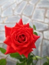 Beautiful red rose in the spring garden. Splendid and romantic flower Royalty Free Stock Photo