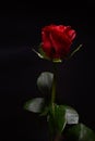 Beautiful red rose with strong contrast on black background. Dra Royalty Free Stock Photo