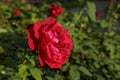 Beautiful red rose surrounded by greenery. Blooming flower on blurred green bokeh background.Close-up of the floret Royalty Free Stock Photo