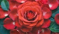 Beautiful red rose surrounded by rose petals and leaves, close-up Valentine\'s Day flower, occasional bouquet