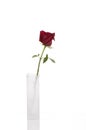 Beautiful red rose in tall white vase