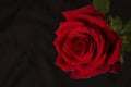 Red Rose top down close up with water droplets on petals against black background Royalty Free Stock Photo