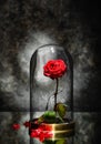 Beautiful red rose under glass cap on table against dark grey background