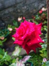 A beautiful red rose used to decorate homes, gardens and offices.