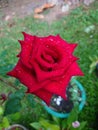 A beautiful red rose used to decorate homes, gardens and offices.