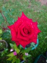 A beautiful red rose used to decorate homes, gardens and offices.