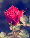 Beautiful red rose Vintage Styled Royalty Free Stock Photo