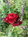 Beautiful red rose and violet salvias freshly bloomed in the spring garden