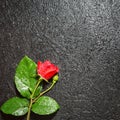 Beautiful red rose with water droplets over black background Royalty Free Stock Photo