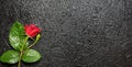 Beautiful red rose with water droplets over black background Royalty Free Stock Photo