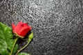 Beautiful red rose with water droplets over black background Royalty Free Stock Photo