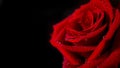 Red Rose close up with water droplets on black background/ macro Royalty Free Stock Photo