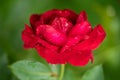 beautiful red rose with water droplets after rain grows in the garden Royalty Free Stock Photo