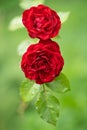 beautiful red rose with water droplets after rain grows in the garden Royalty Free Stock Photo