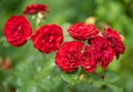 beautiful red rose with water droplets after rain grows in the garden Royalty Free Stock Photo