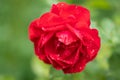 beautiful red rose with water droplets after rain grows in the garden Royalty Free Stock Photo