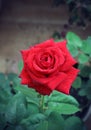 Beautiful red rose Royalty Free Stock Photo