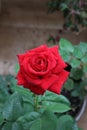 Beautiful red rose with water drops Royalty Free Stock Photo