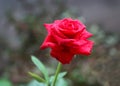 Beautiful red rose with water drops Royalty Free Stock Photo