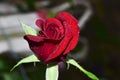 A beautiful Red rose water drops Royalty Free Stock Photo