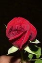 A beautiful Red rose water drops Royalty Free Stock Photo