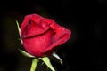 A beautiful Red rose water drops Royalty Free Stock Photo