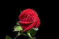 A beautiful Red rose water drops Royalty Free Stock Photo