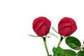 A beautiful Red rose water drops Royalty Free Stock Photo