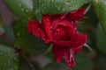 Beautiful red rose with water drops after the rain in the garden plot of the household