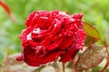 Beautiful red rose with waterdrops. Selective focus Royalty Free Stock Photo