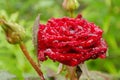 Beautiful red rose with waterdrops. Selective focus Royalty Free Stock Photo