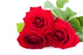 Beautiful red rose on white bachground