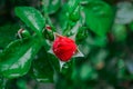 Beautiful red rosebush in the garden. Royalty Free Stock Photo